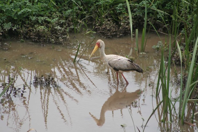 Yellow-Billed Stork