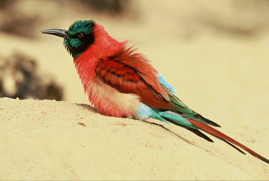 Nothern Carmine Bee-eater