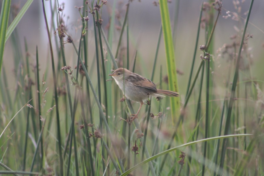 Winding Cisticola