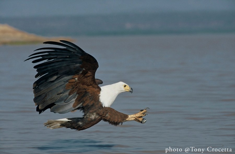 African Fish Eagle Lake Baringo