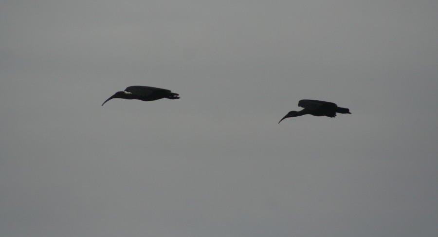 Hadada ibis in Flight