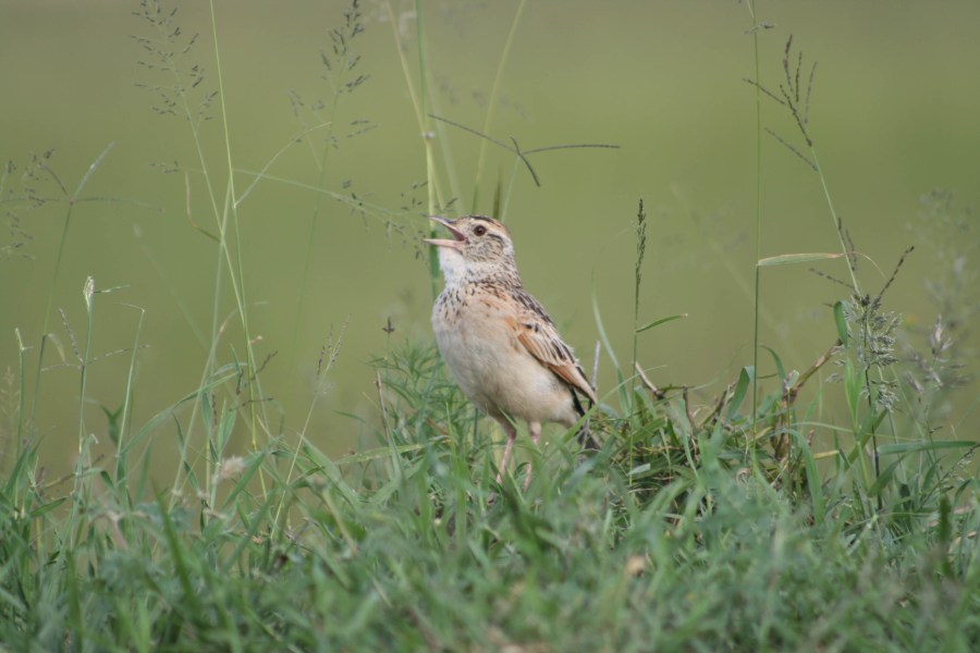 Rufous-naped lark 