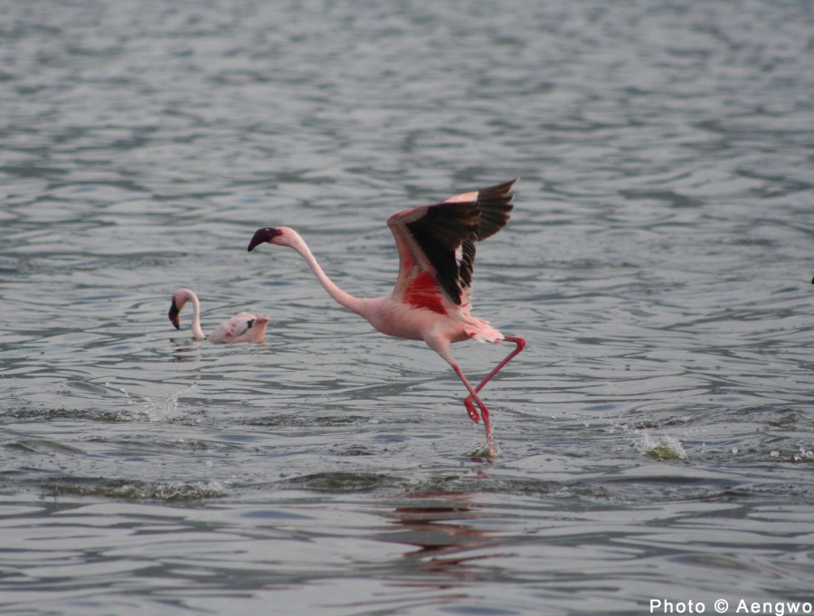 Lesser Flamingo