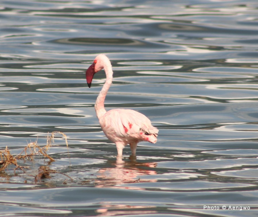 lesser flamingo