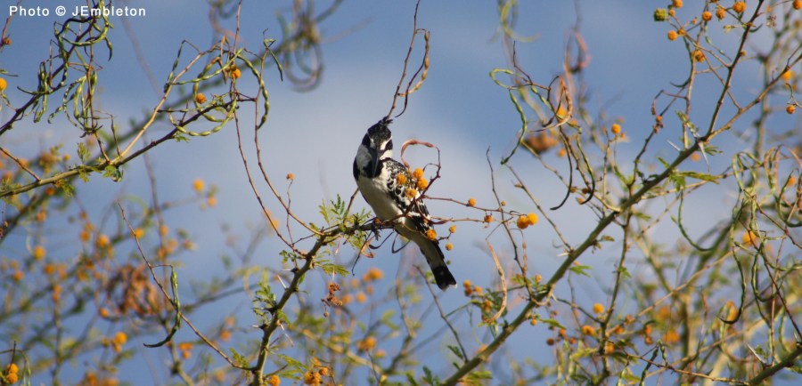 pied kingfisher
