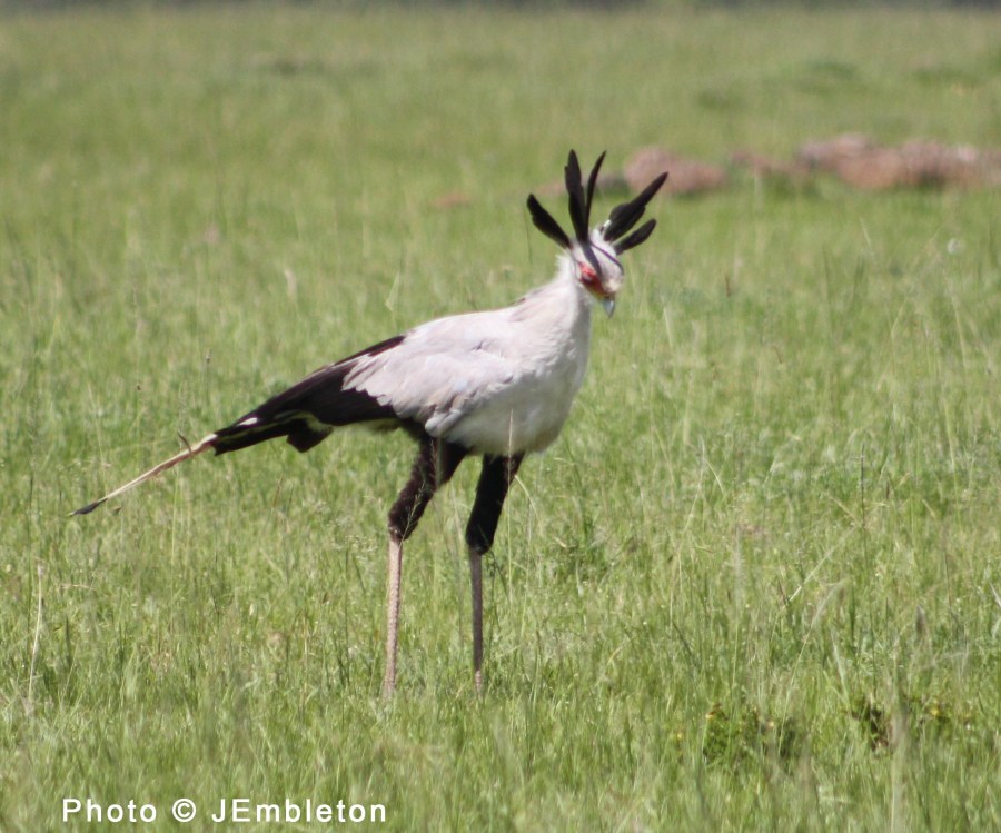 secretary bird