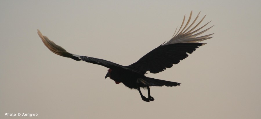 southern ground hornbill