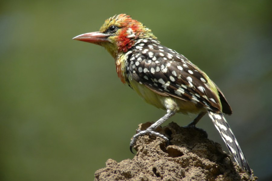 25 March, 2012:Red-and-Yellow Barbet (Trachyphonus erythrocephalus)