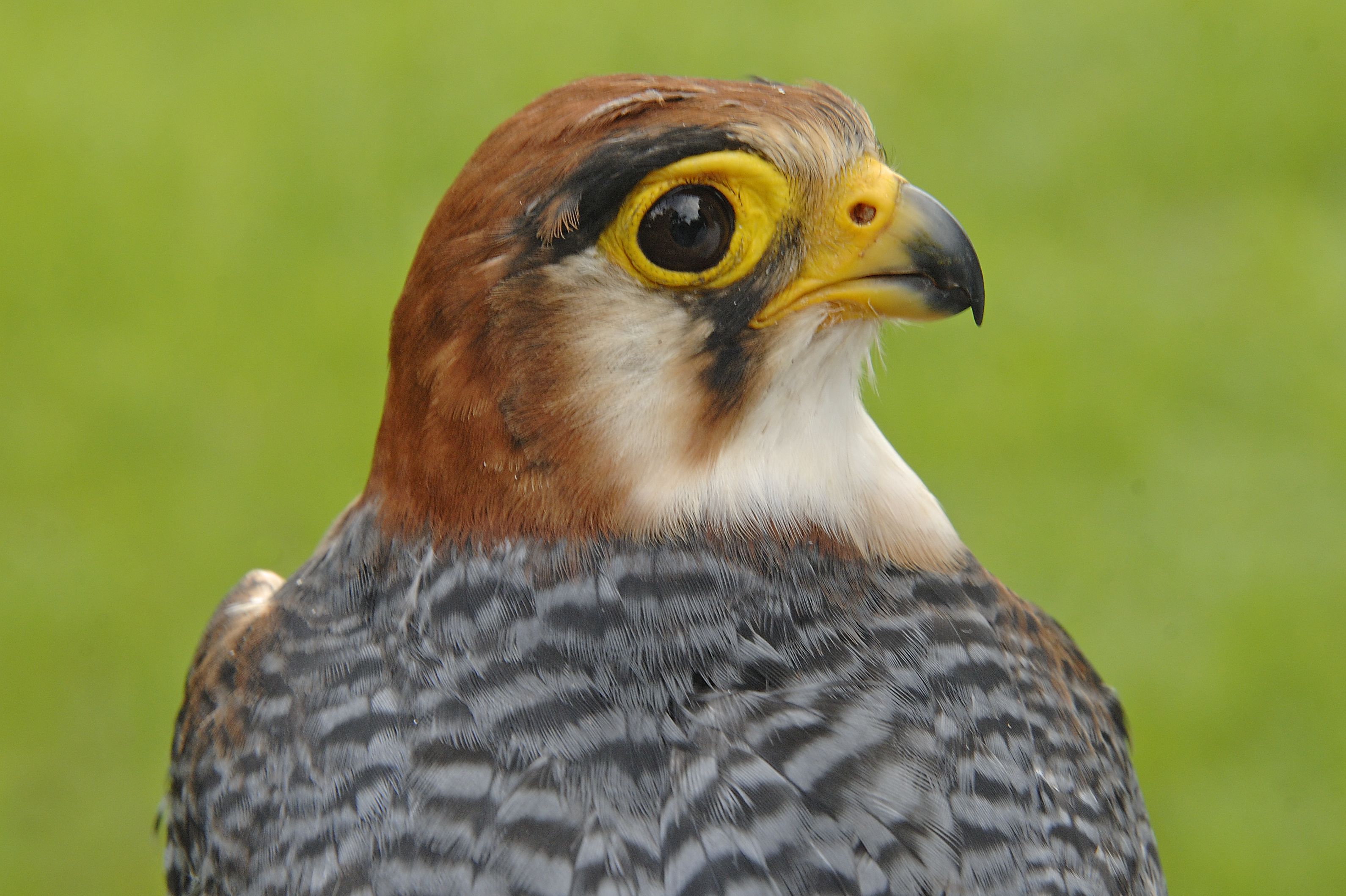 March 11, 2012: Red-Necked Falcon (Falco chicquera)