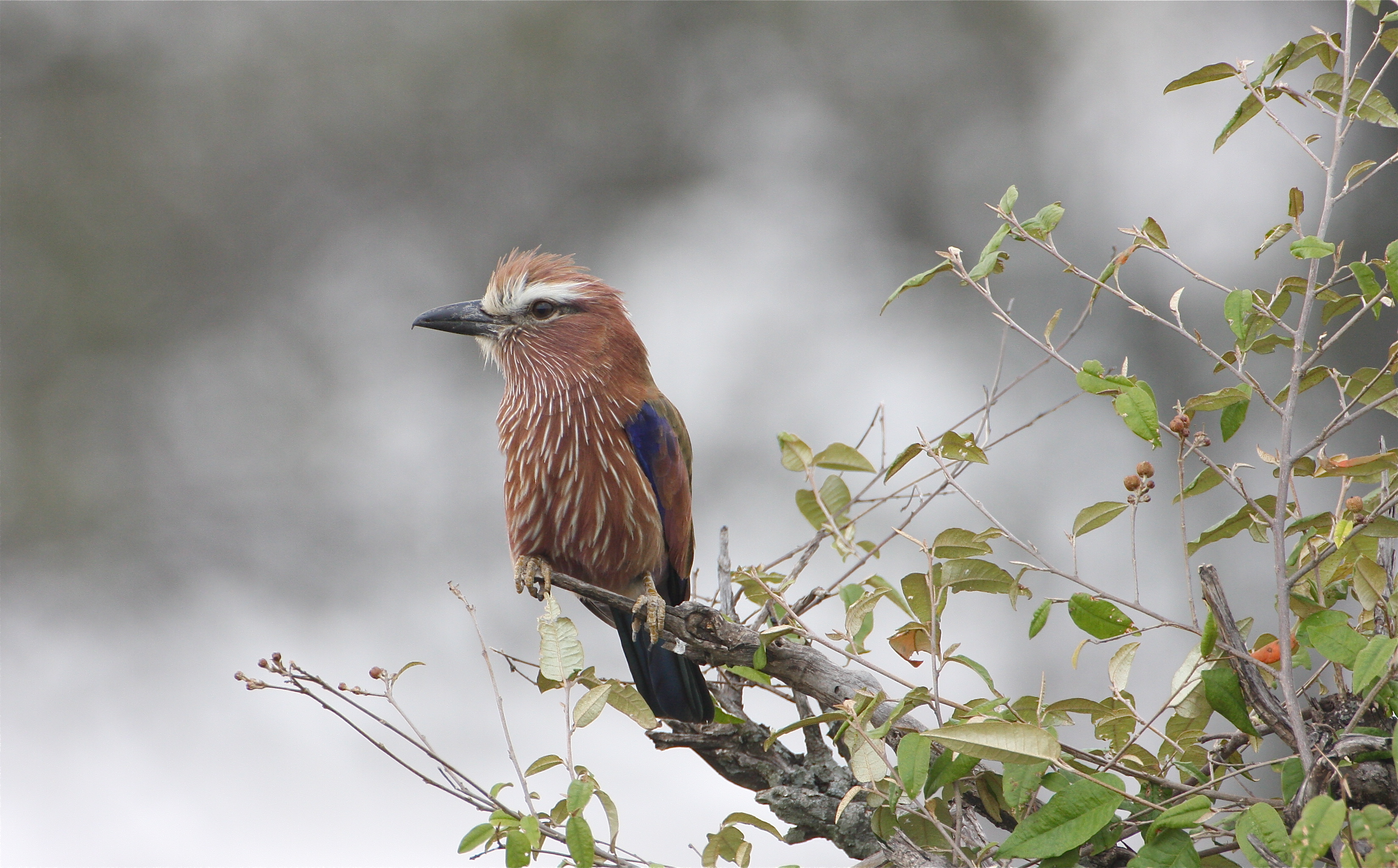Rofouse-crowned Roller