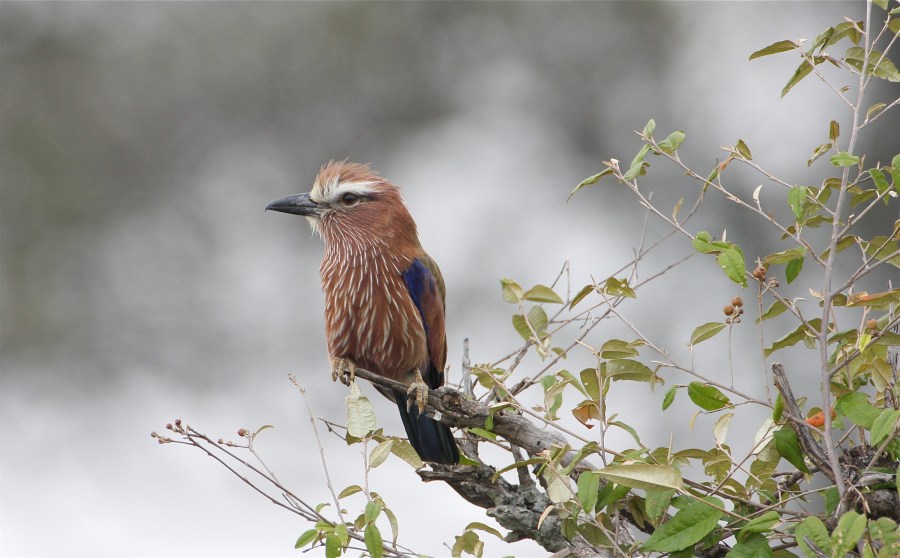 Rofouse-crowned Roller