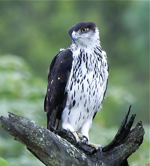 African Hawk Eagle (Hieraaetus spilogaster)