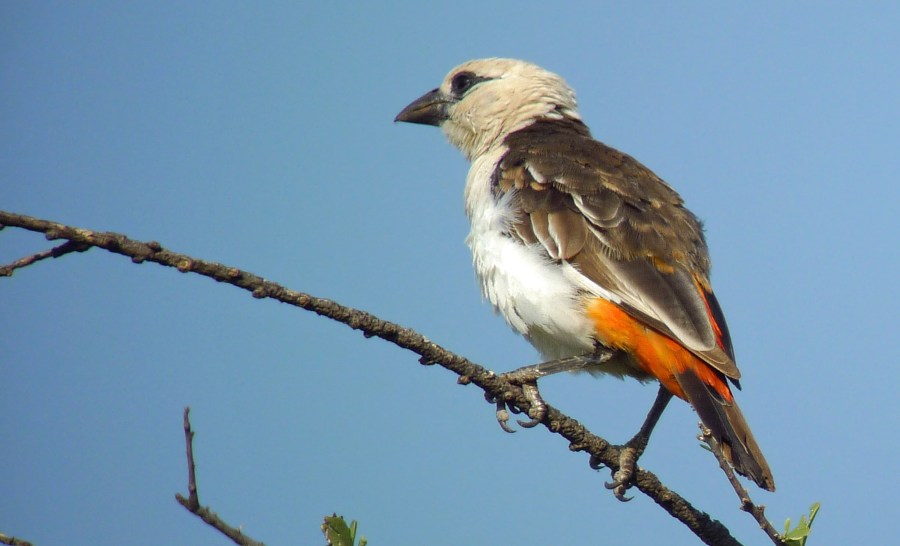 White-headed Buffalo Weaver (Dinemellia dinemelli)