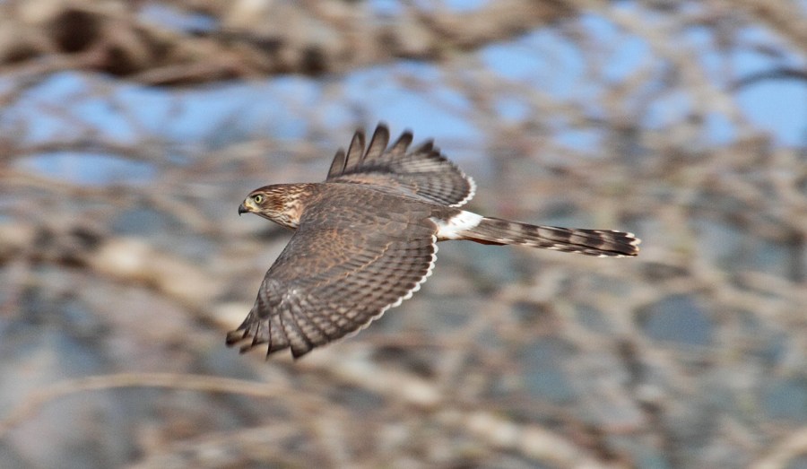 Gabar Goshawk (Micronisus gabar)