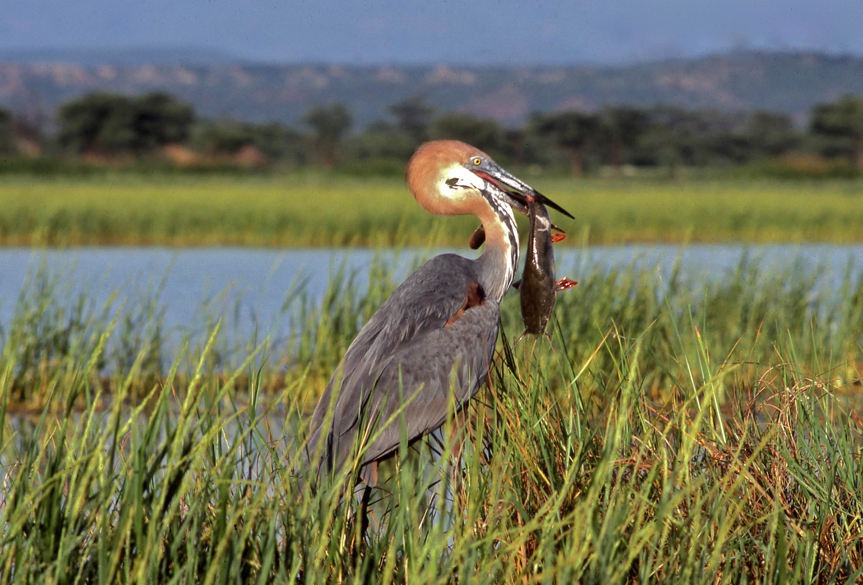 Goliath Heron