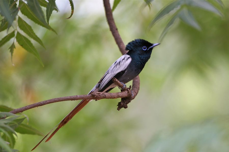  African Paradise-flycatcher (Terpsiphone virisidis)
