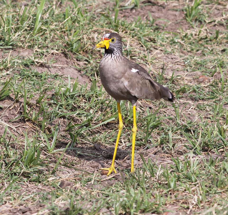 Ray Wattled Plover