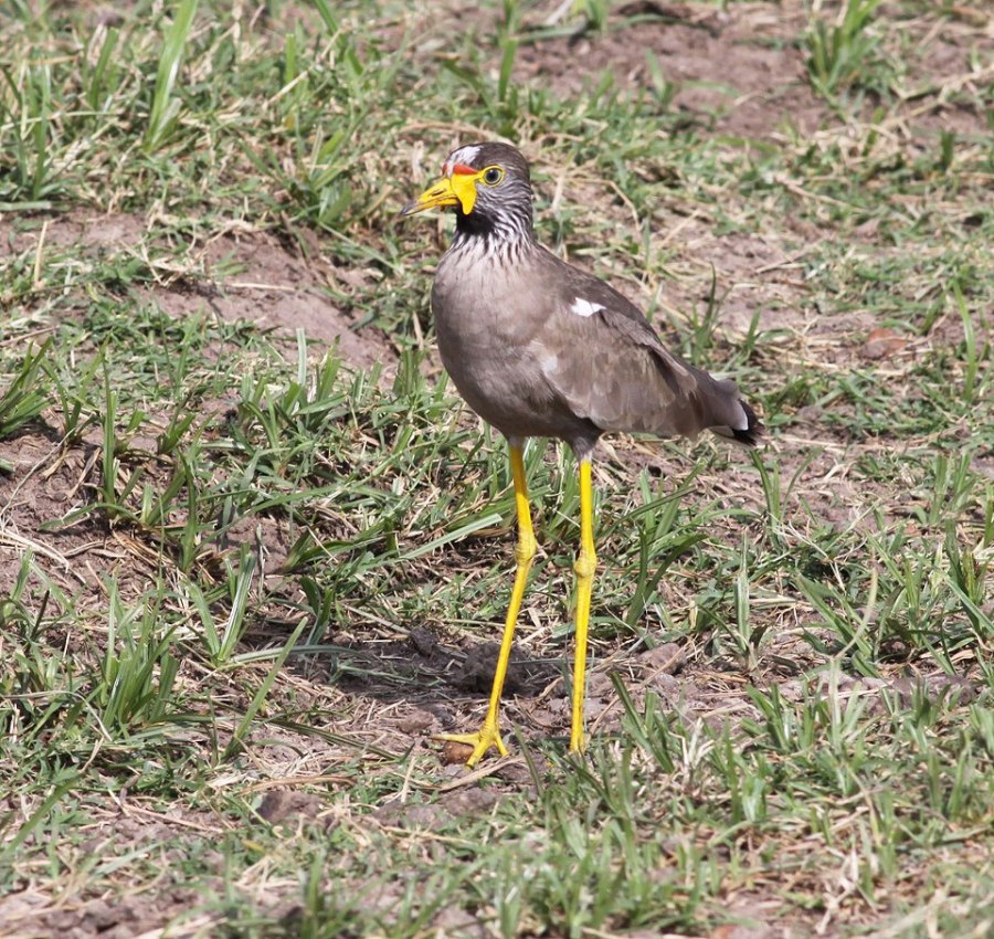 Ray Wattled Plover