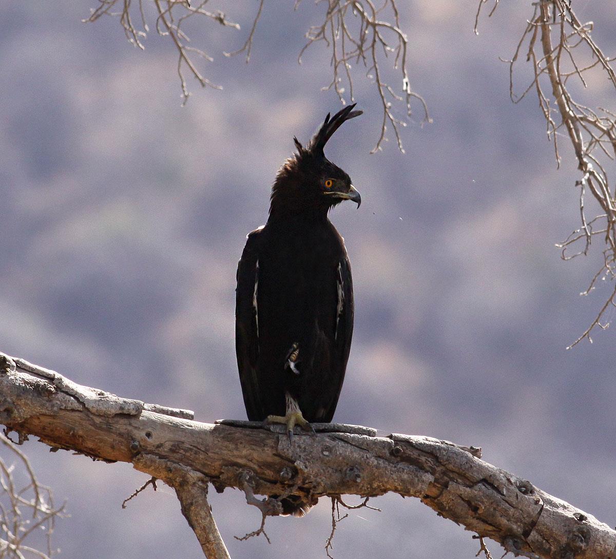 Long-crested Eagle (Lophaetus occipitalis)