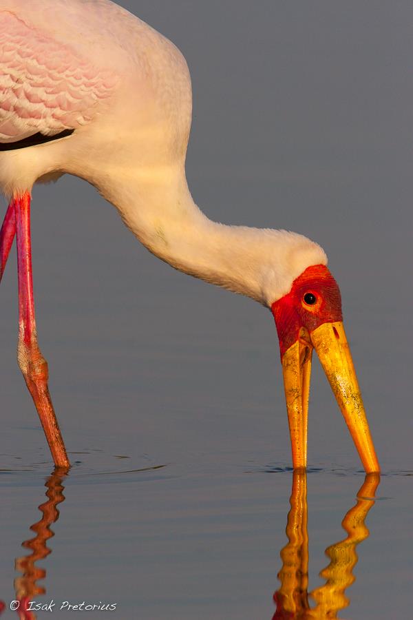 Yellow-billed Stock (Mycteria ibis)