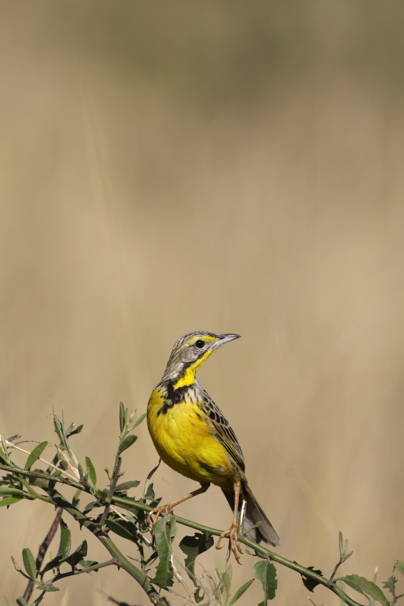 Yellow-throated Longclaw (Macronyx croceus)