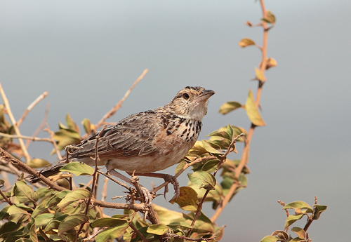 Friedmann's Lark (Mirafra pulpa)