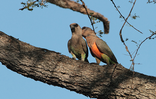 African Orange-bellied Parrot (Poicephalus rufiventris )