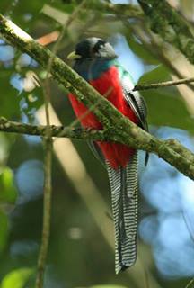 Bar-Tialed Trogon (Apaloderma vittatum)