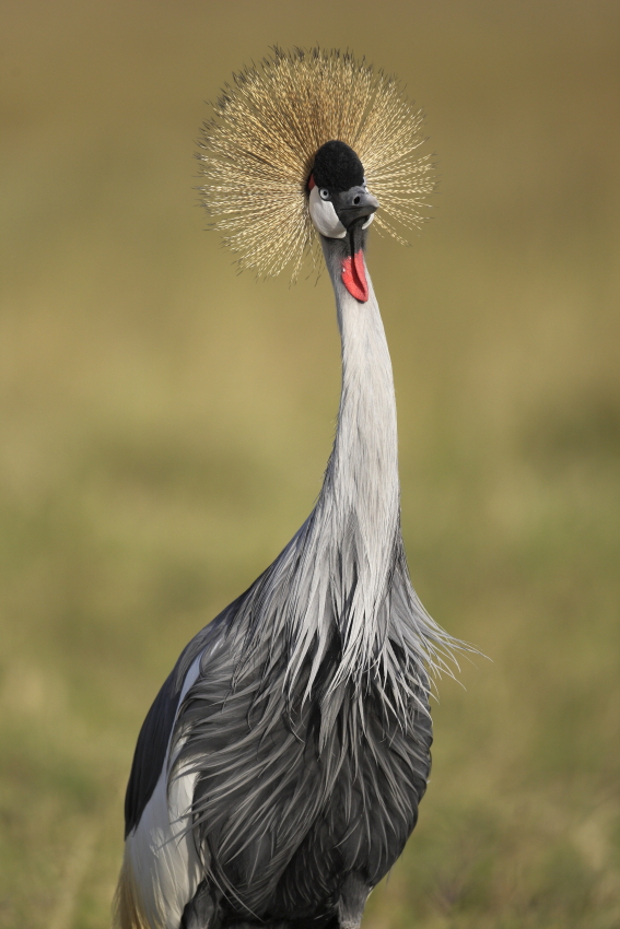Grey Crowned Crane (Balearica regulorum)