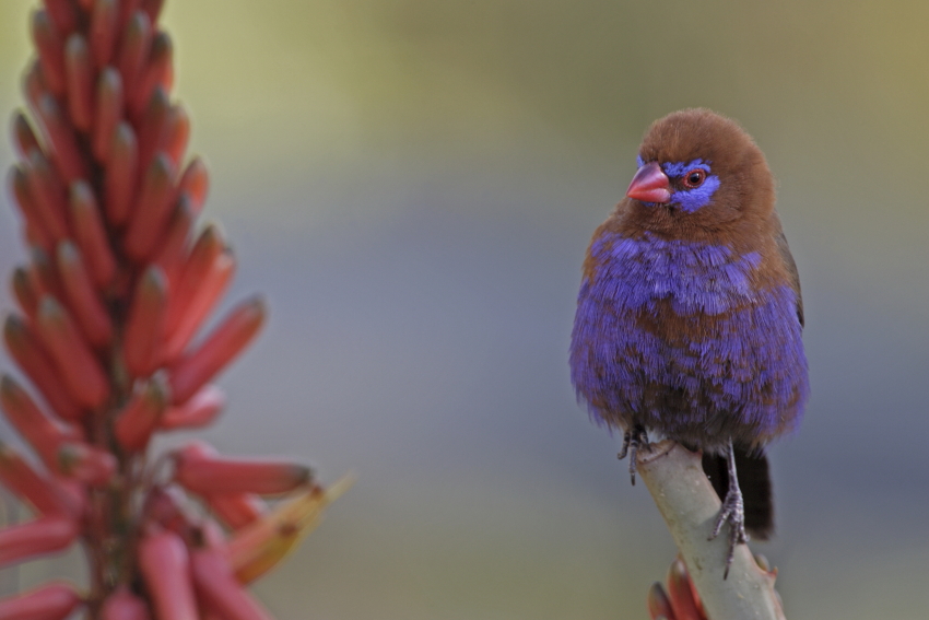Purple Grenadier (Uraeginthus ianthinogaster)