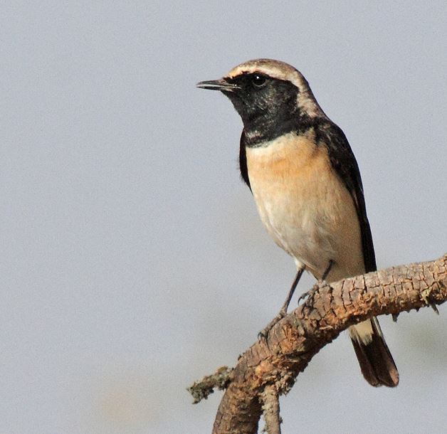 Pied Wheatear (Oenanthe pleschanka)