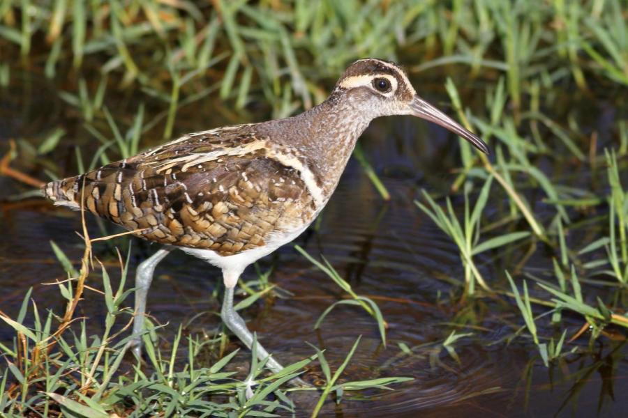 Greater Painted-snipe (Rostratula benghalensis)