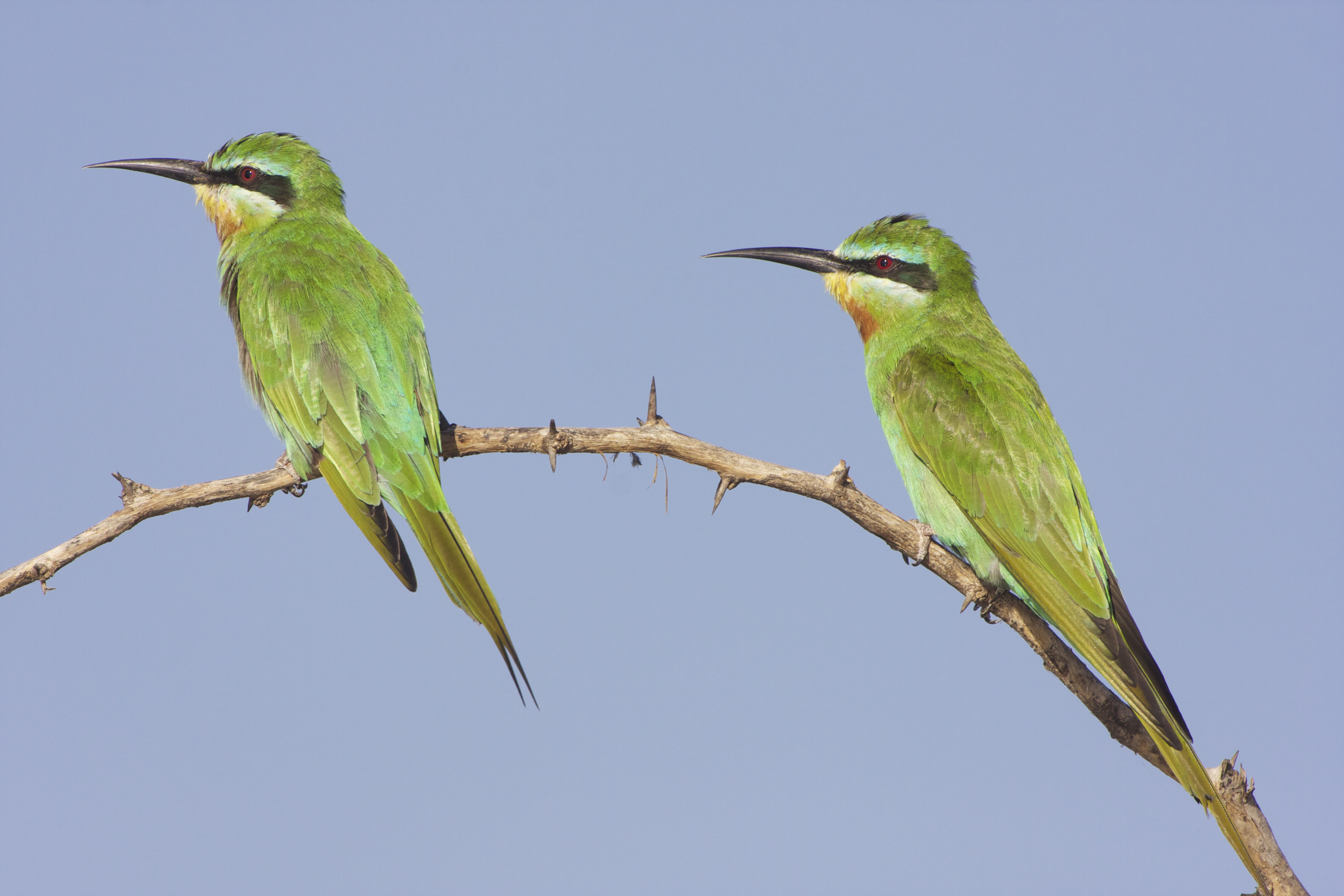 Blue-cheeked Bee-Eater (Merops p. persicus)