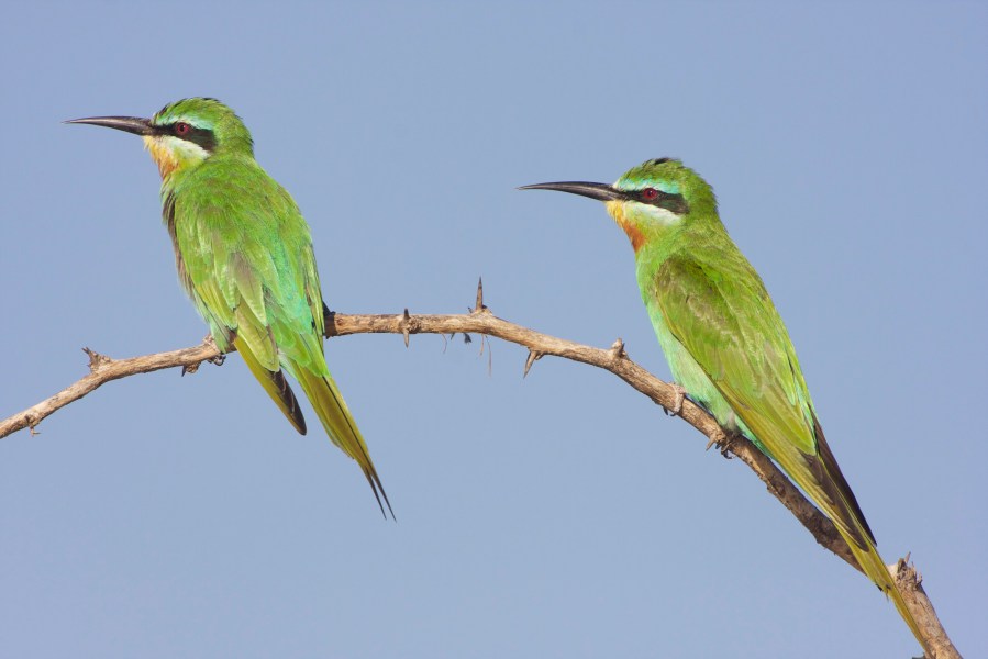 Blue-cheeked Bee-Eater (Merops p. persicus)