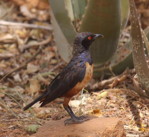 Hildebrandt's Starling (Lamprotornis hildebrandti)
