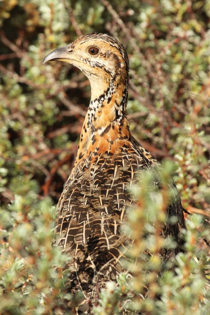 Moorland Francolin (Francolinus psilolaemus)