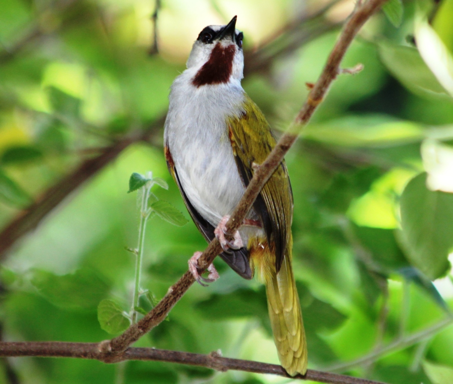 Grey-capped Warbler (Eminia lepida)