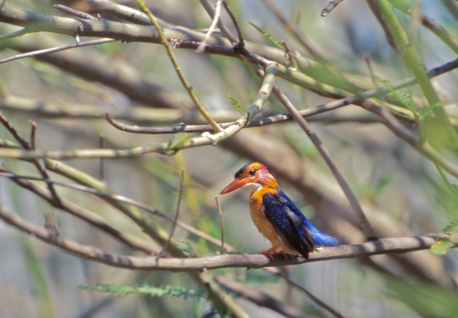 African Pygmy Kingfisher (Ispidina picta)