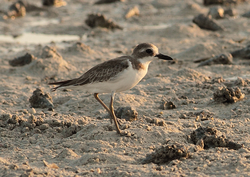 Greater Sand Plover (Charadrius leschenaultii