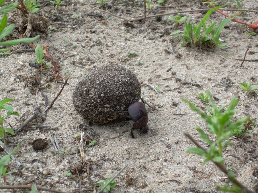 Koos and Herbert Minter Trip 137