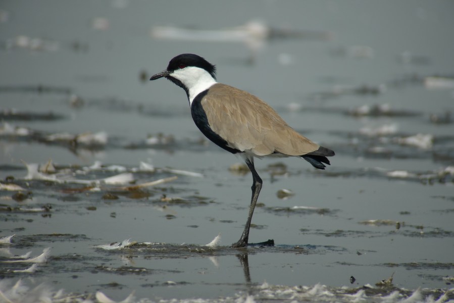 Spur-winged Lapwing (Vanellus spinosus)