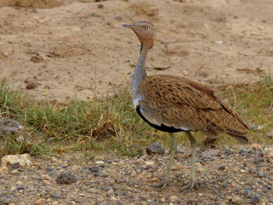 906049_10205814049731686_83207848322833376_o