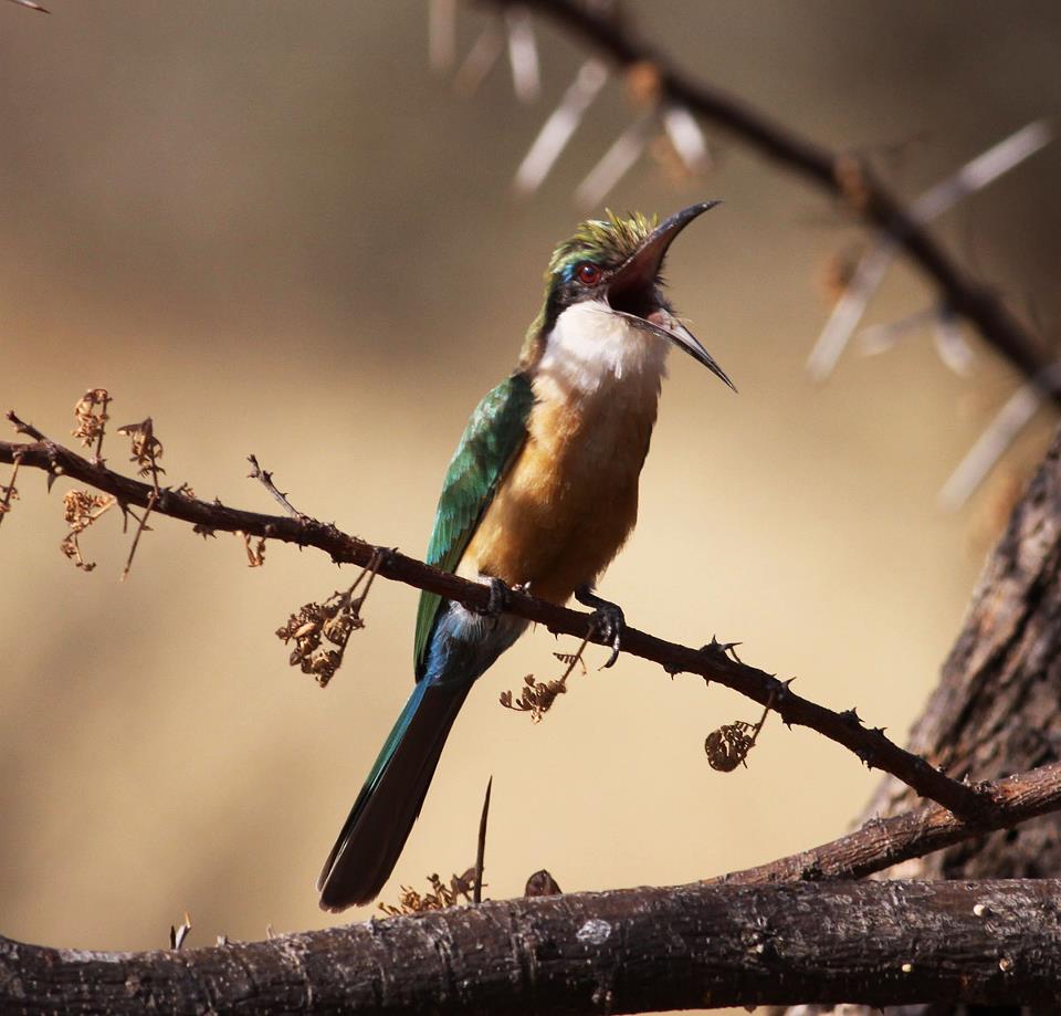 Ray Somali Bee-eater