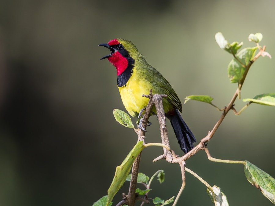 C88Q2532_20160122_083604_57603