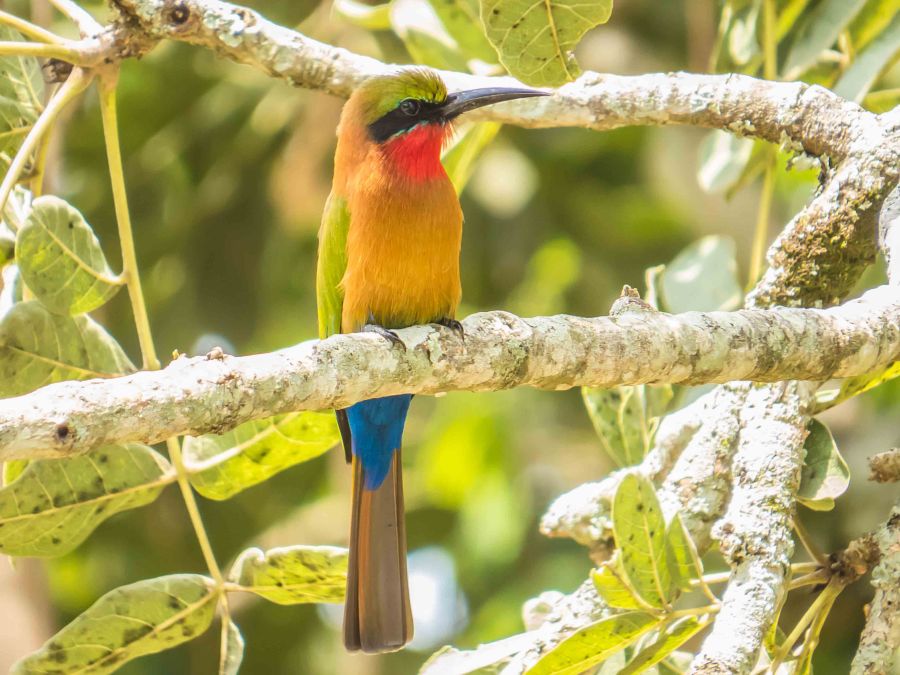 SX50 39112 Red-throated Bee-eater