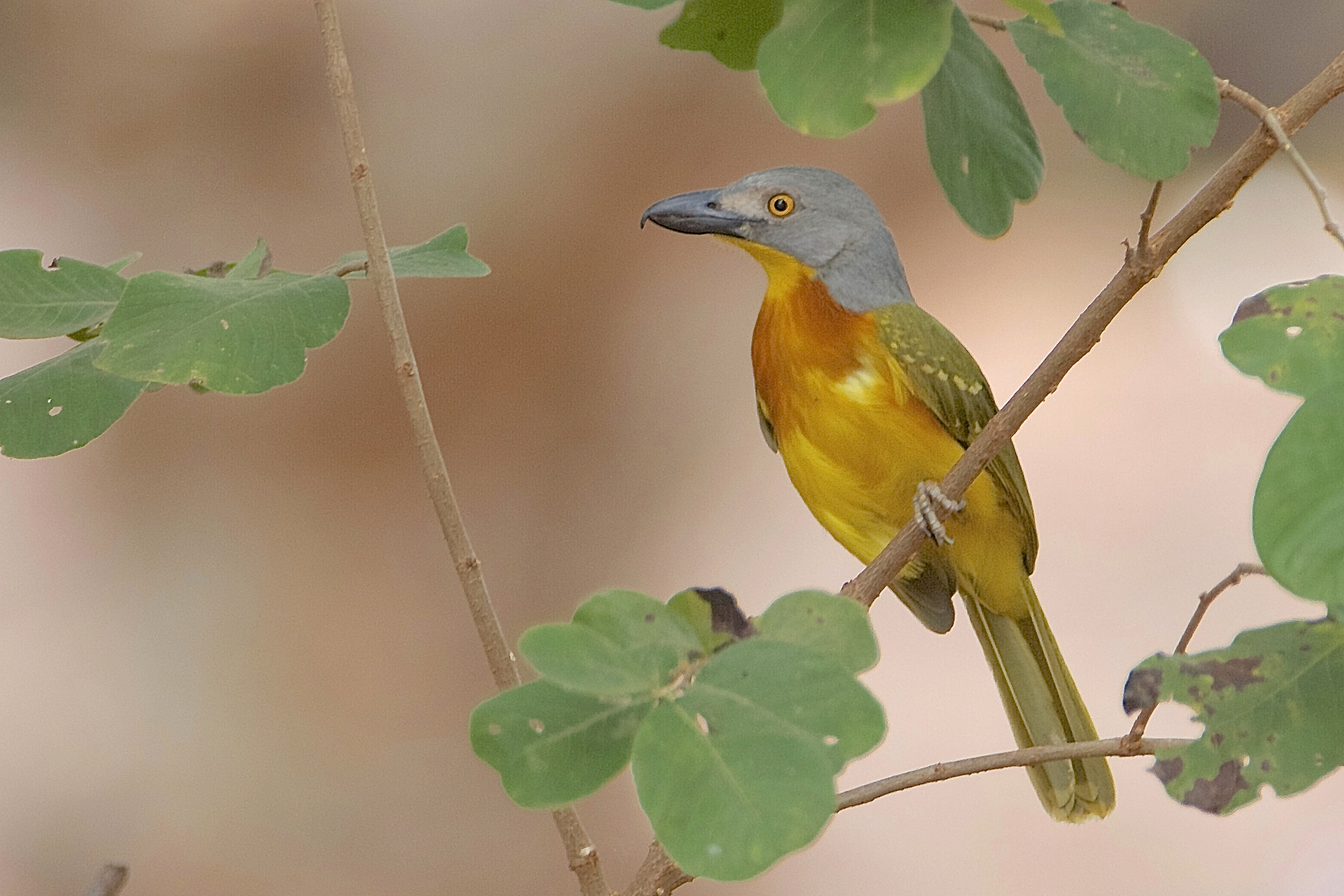Grey-headed Bush-shrike.
