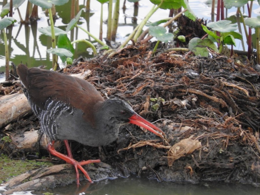 African Water Rail