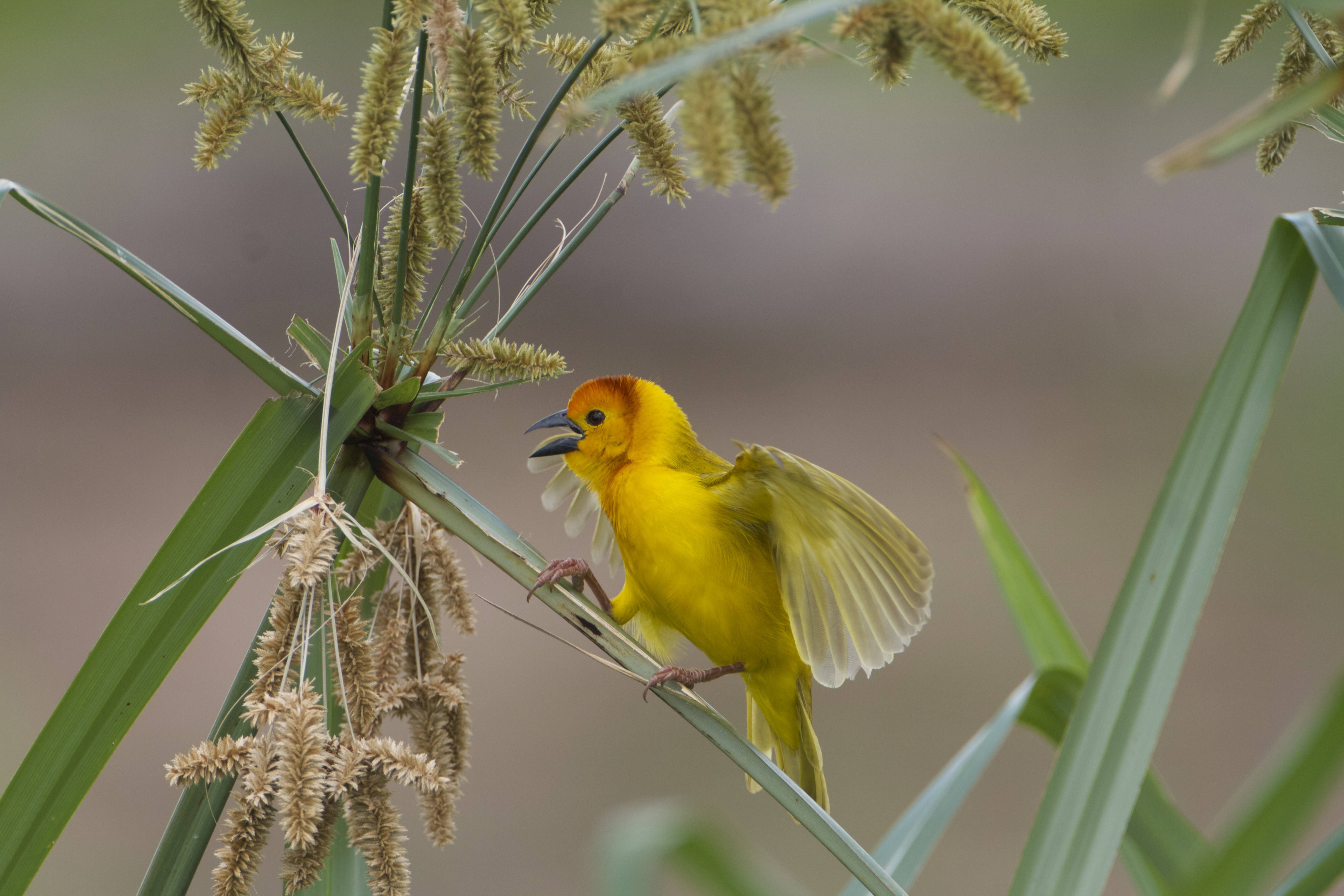 Taveta Golden Weaver,Ploceus castaneicepsZiwani-swamp.