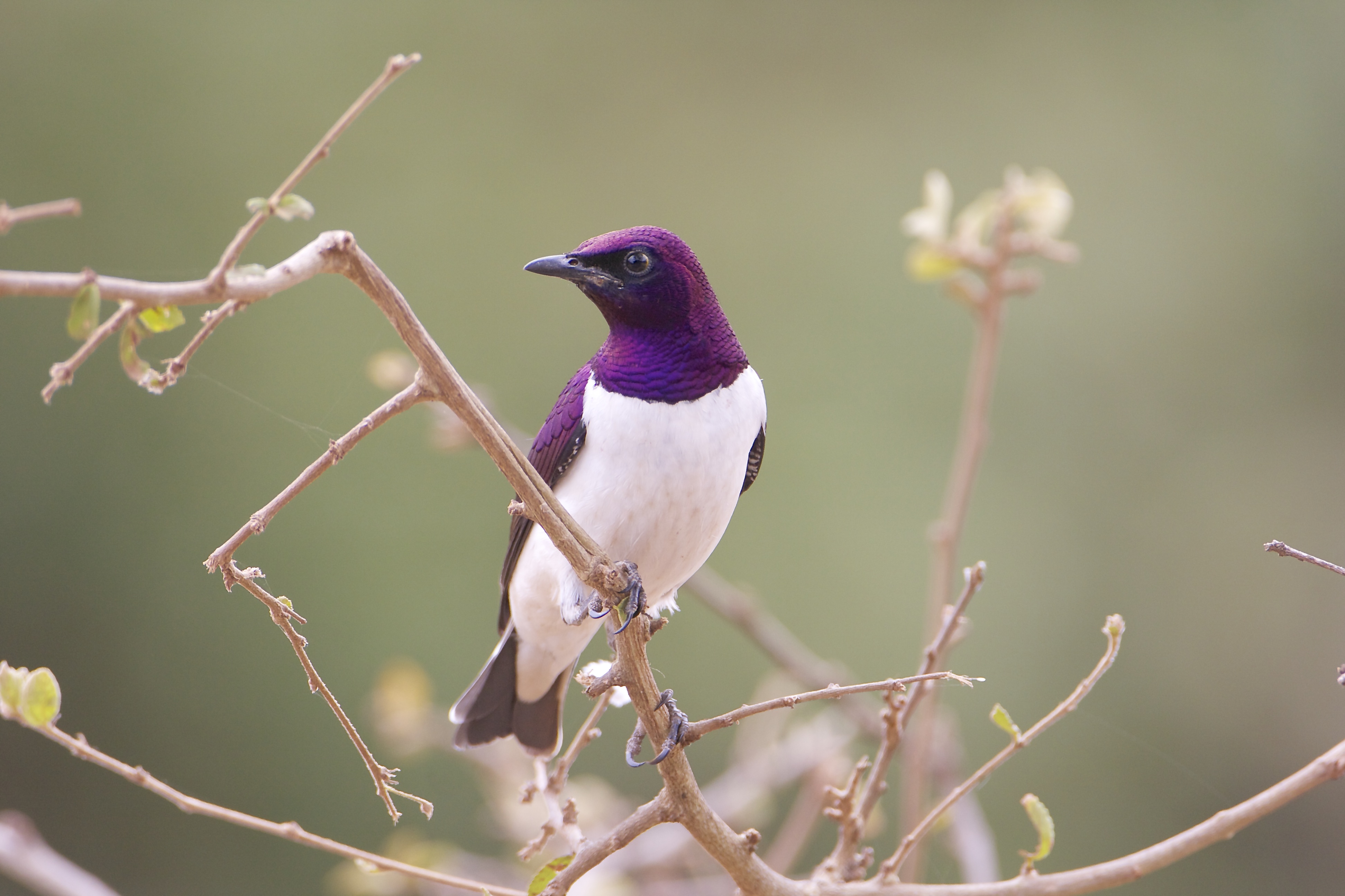 Violet-backed Starling.Maanzoni.