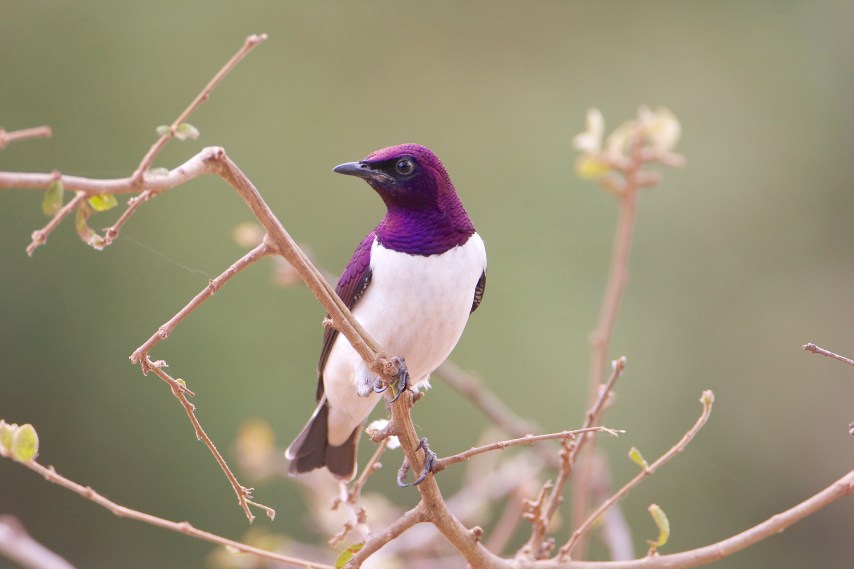 Violet-backed Starling.Maanzoni.